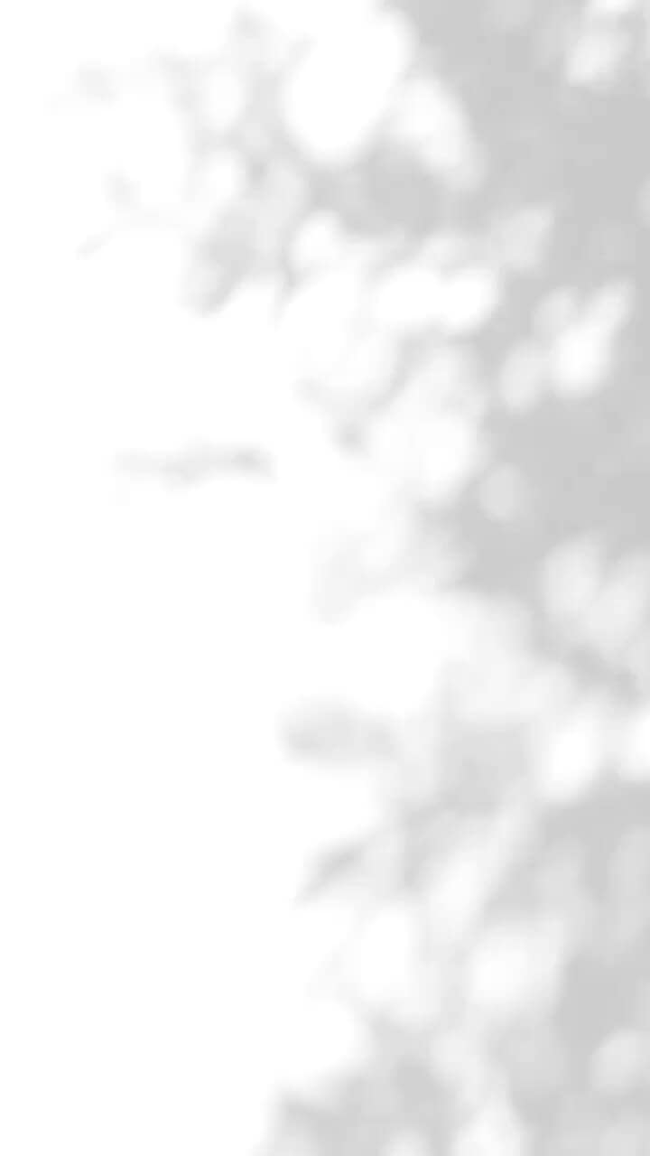 A black and white image of a tree in New Braunfels.