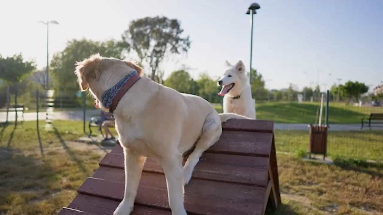 Two dogs are playing on a wooden platform in a park with New homes in New Braunfels Texas nearby.